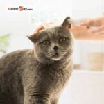 ماشین اصلاح سگ و گربه شیائومی Pawbby مدل MG-FP001A